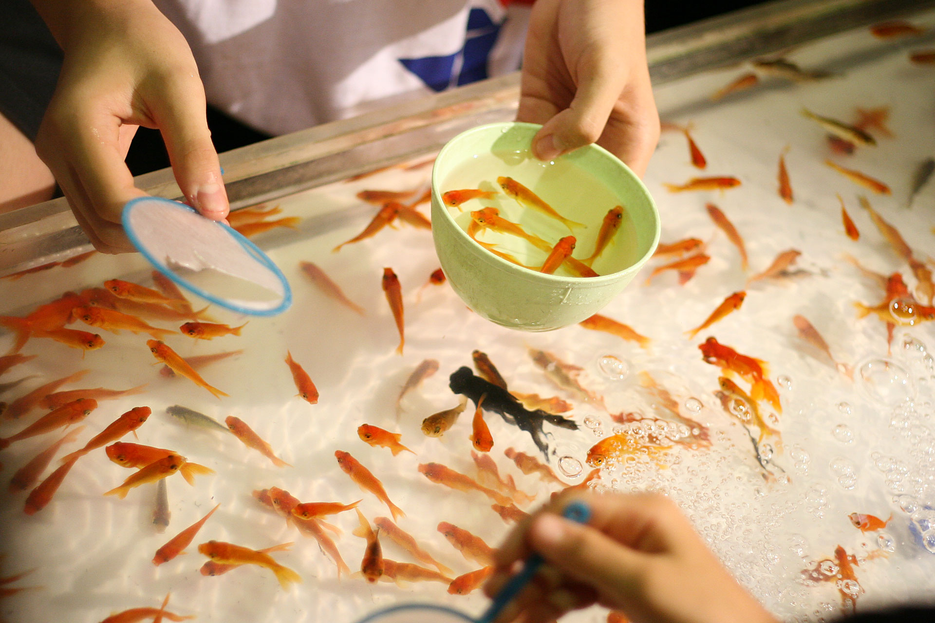 金魚すくい
